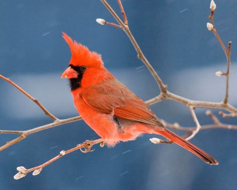 Male Northern Cardinal — Red
