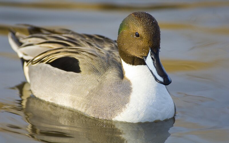 male northern pintail duck