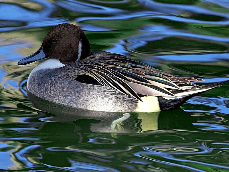 Male Northern Pintail Duck — Green
