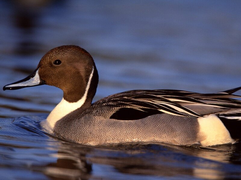 male northern pintail duck