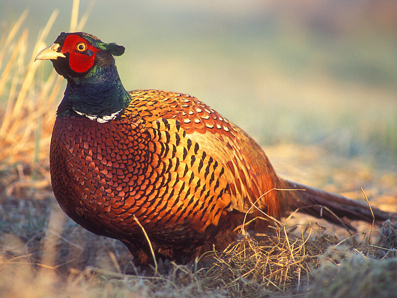 Male Pheasant in Grass