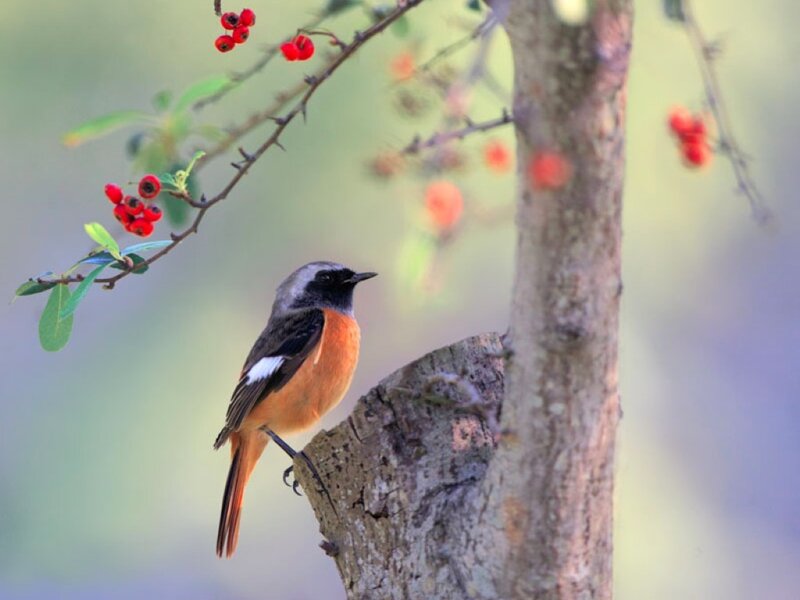 Male Redstart Bird