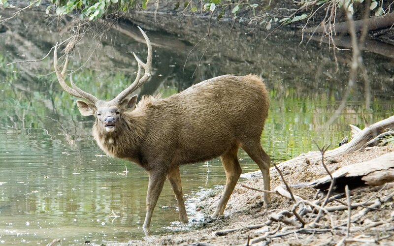 Male Sambar Deer