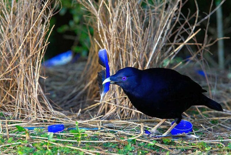Male Satin Bowerbird