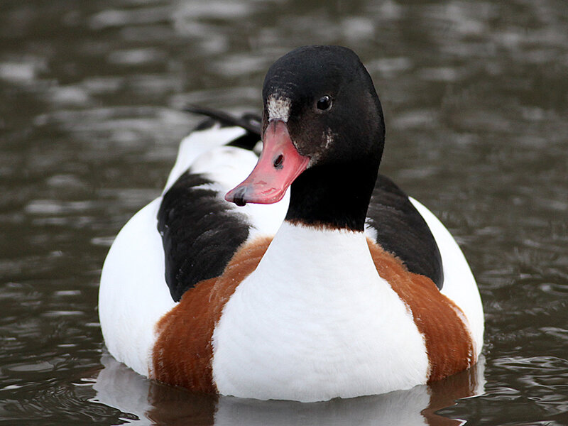 Male Shelduck Duck
