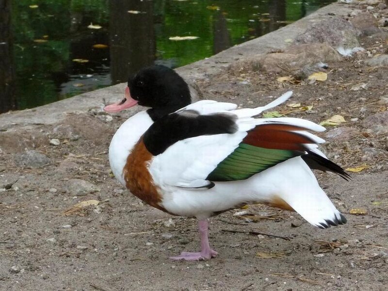 Male Shelduck Standing