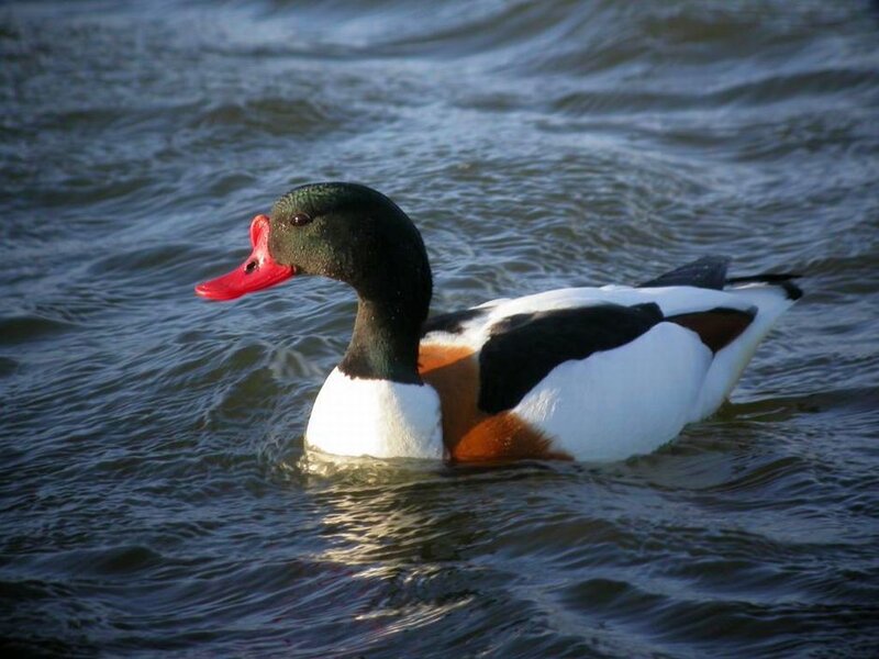 Male Shelduck Swimming