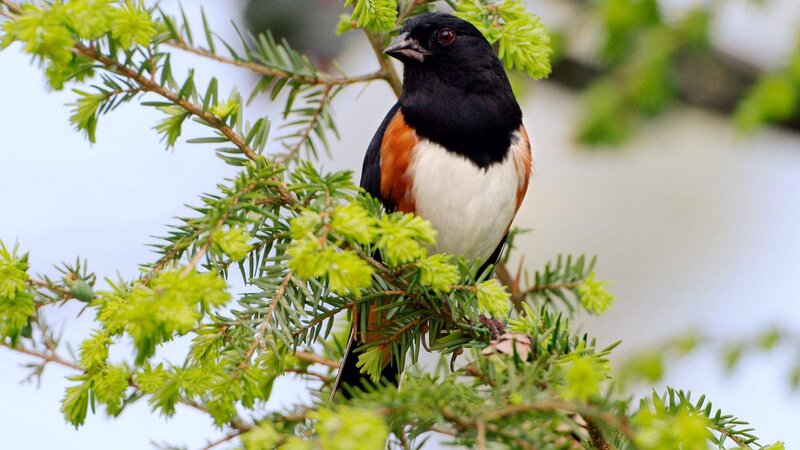 Male Towhee Bird — Black, Calm, Spring, Photograph
