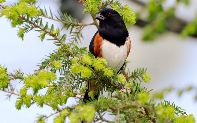 Male Towhee Bird — Black, Calm