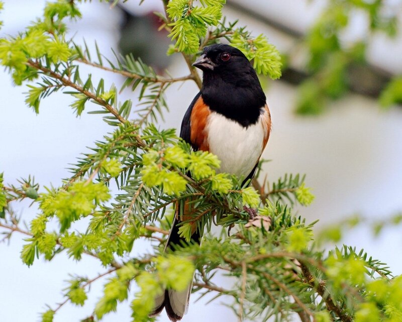 Male Towhee Bird — Black