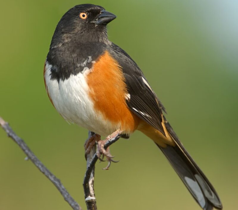Male Towhee Bird