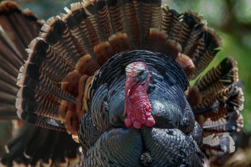 Male Turkey Displaying — Black