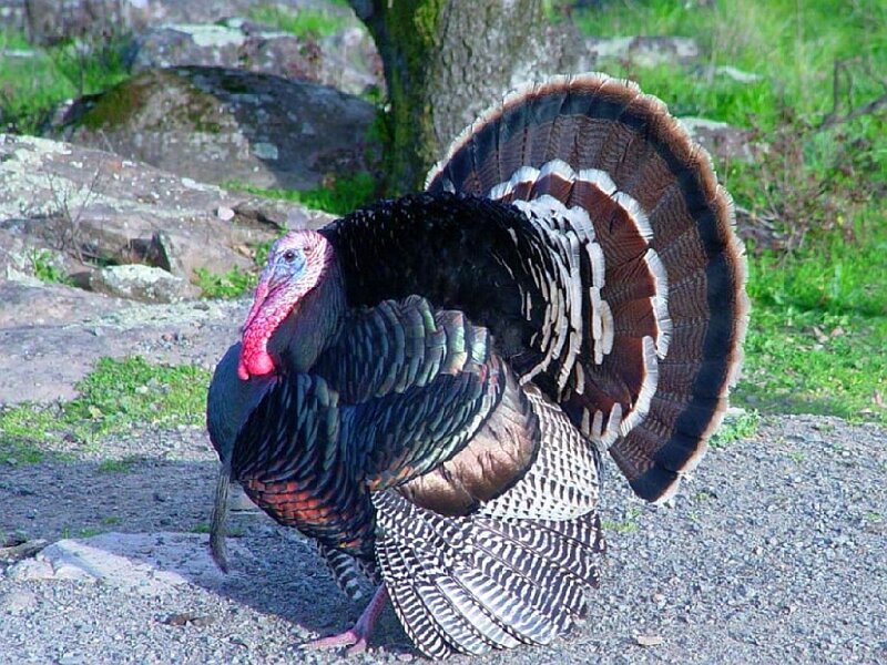 Male Turkey Displaying