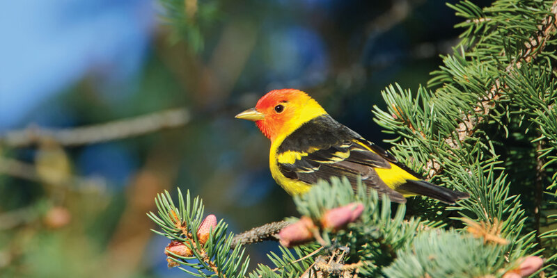 Male Western Tanager