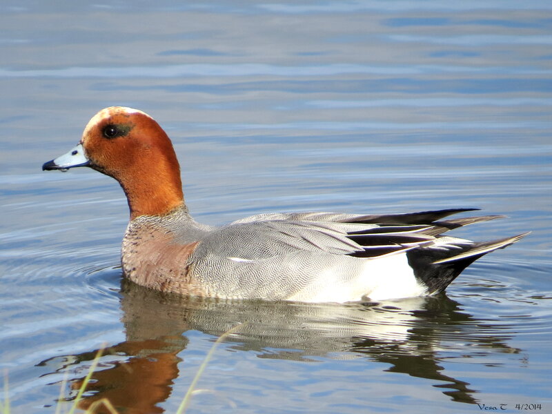 Male Wigeon Duck