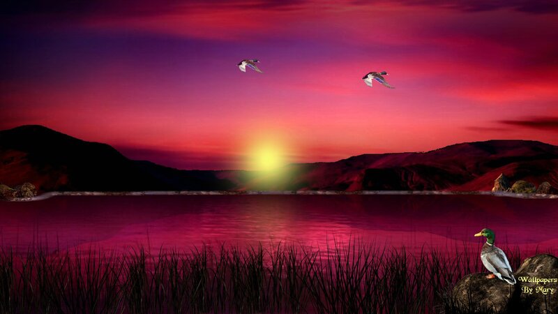 Mallard Duck at Sunset