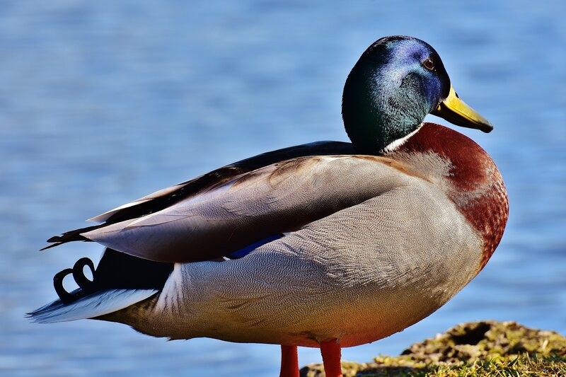 Mallard duck by the water