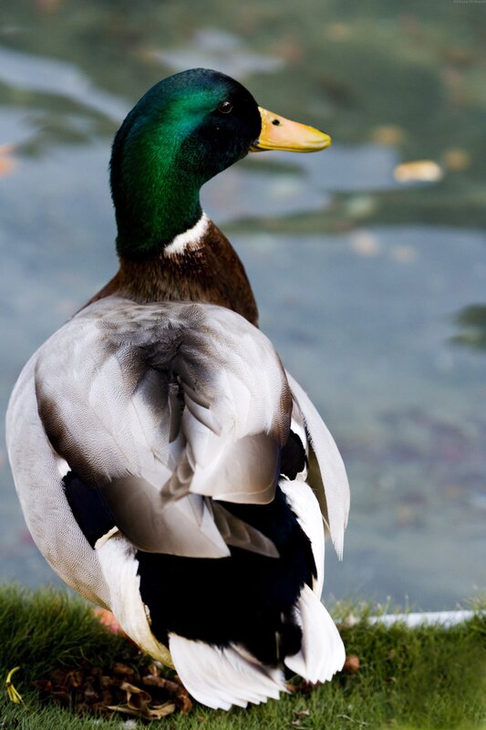 Mallard duck by the water