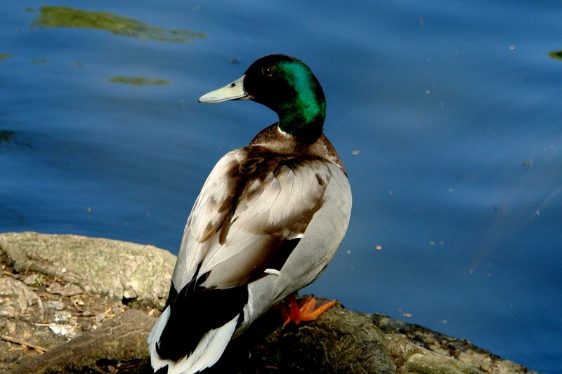 Mallard duck by the water