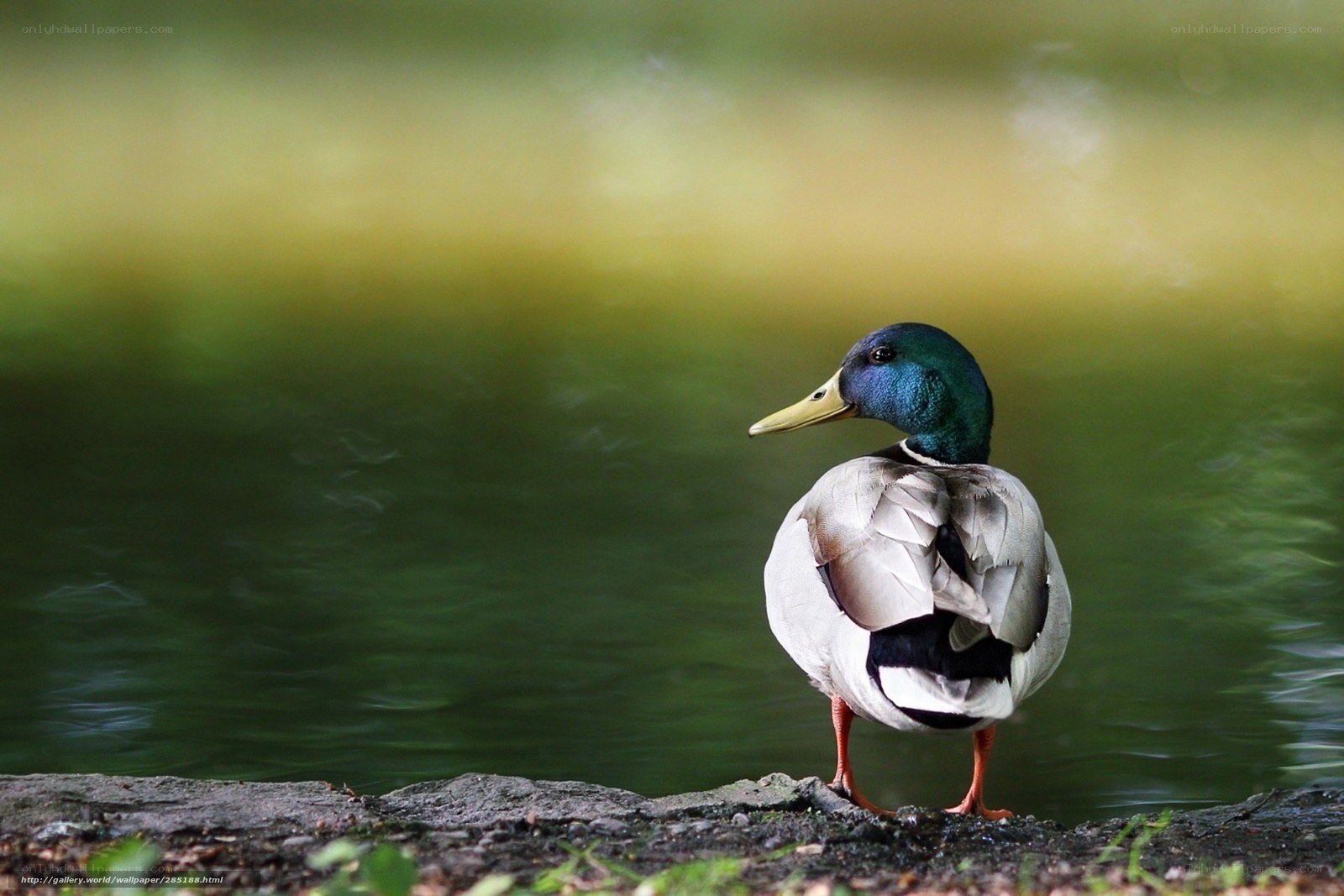 Mallard duck by the water