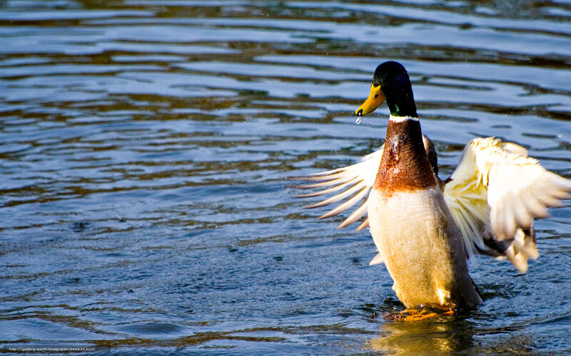 Mallard duck flapping wings
