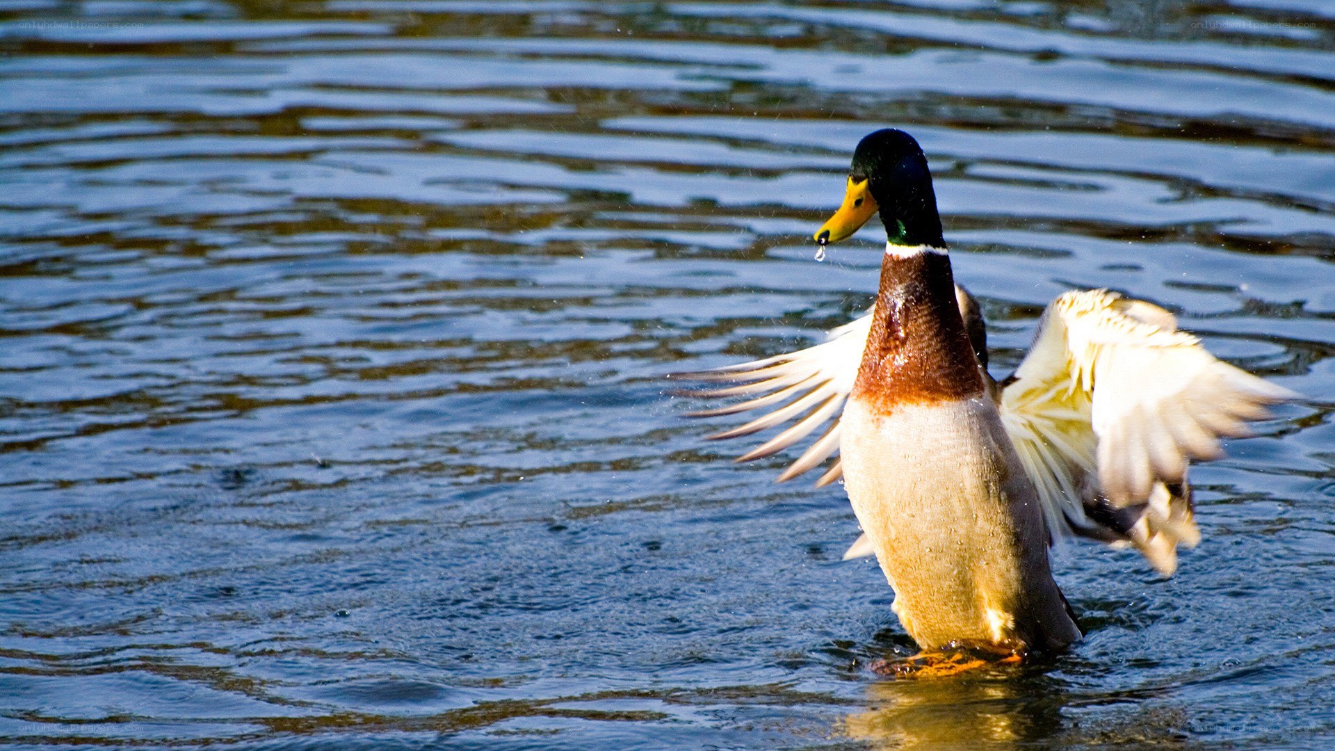 Mallard duck flapping wings