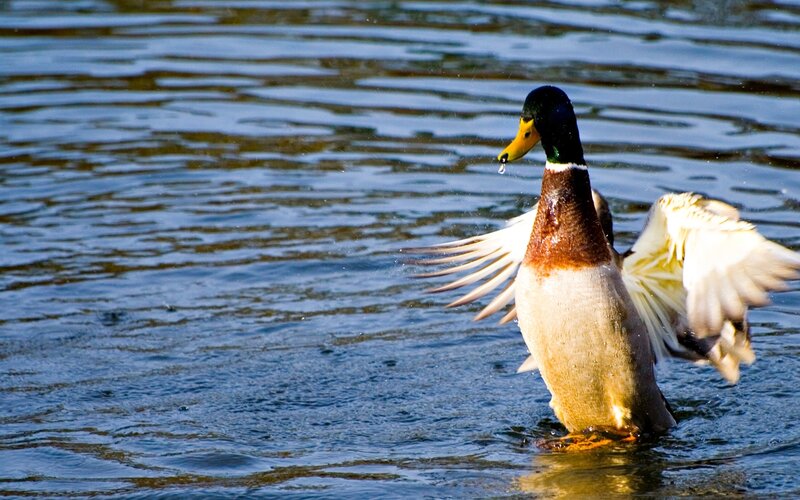 Mallard duck flapping wings