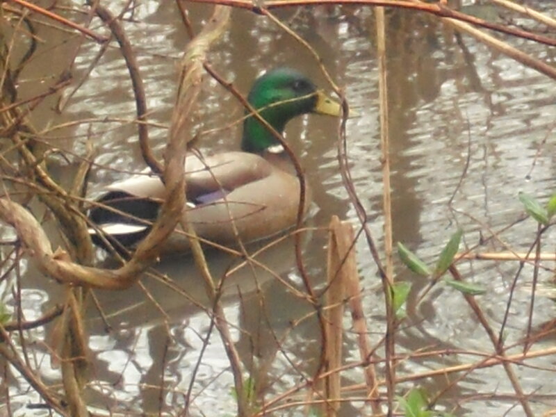 Mallard duck in a pond