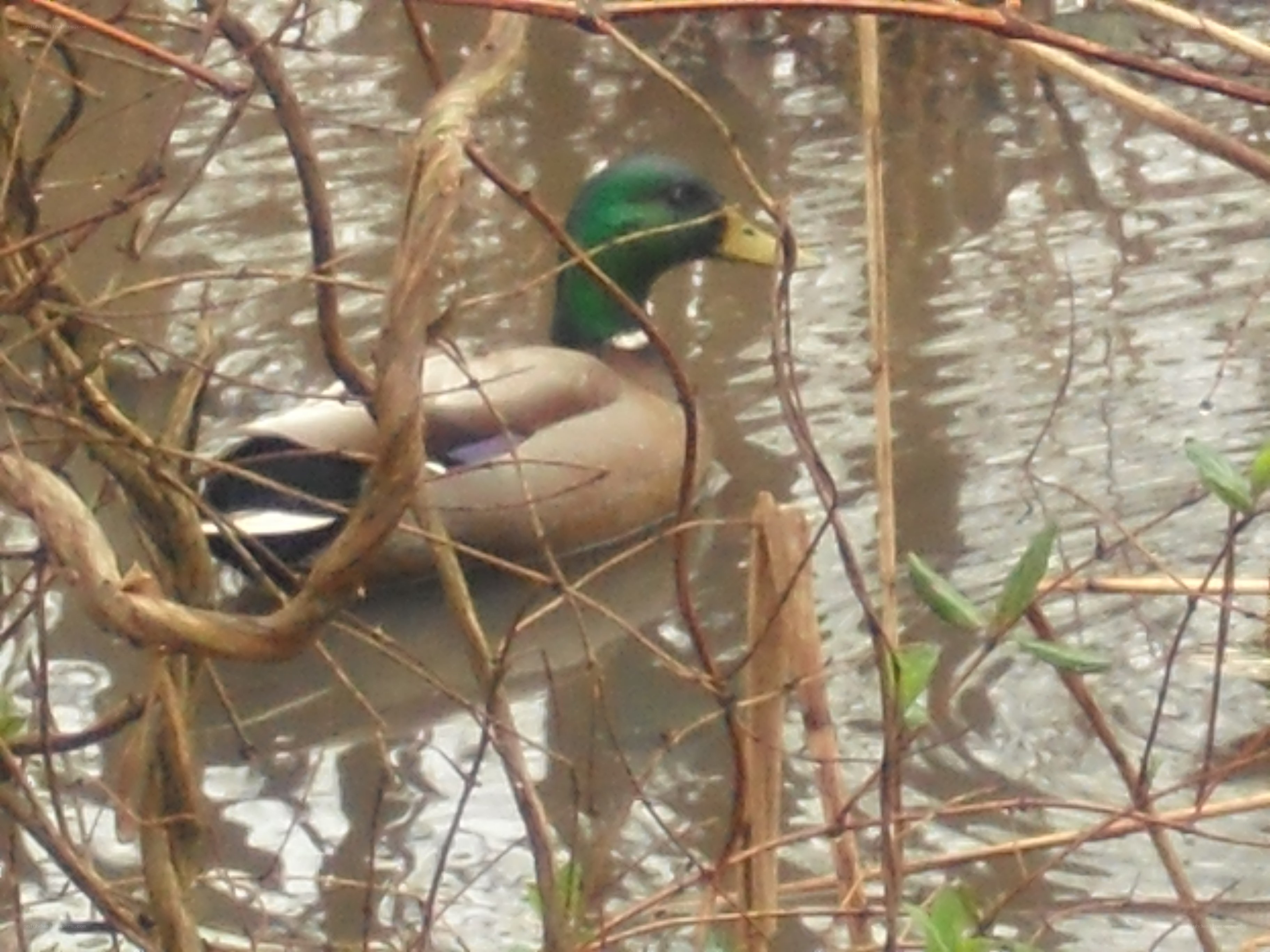 Mallard duck in a pond