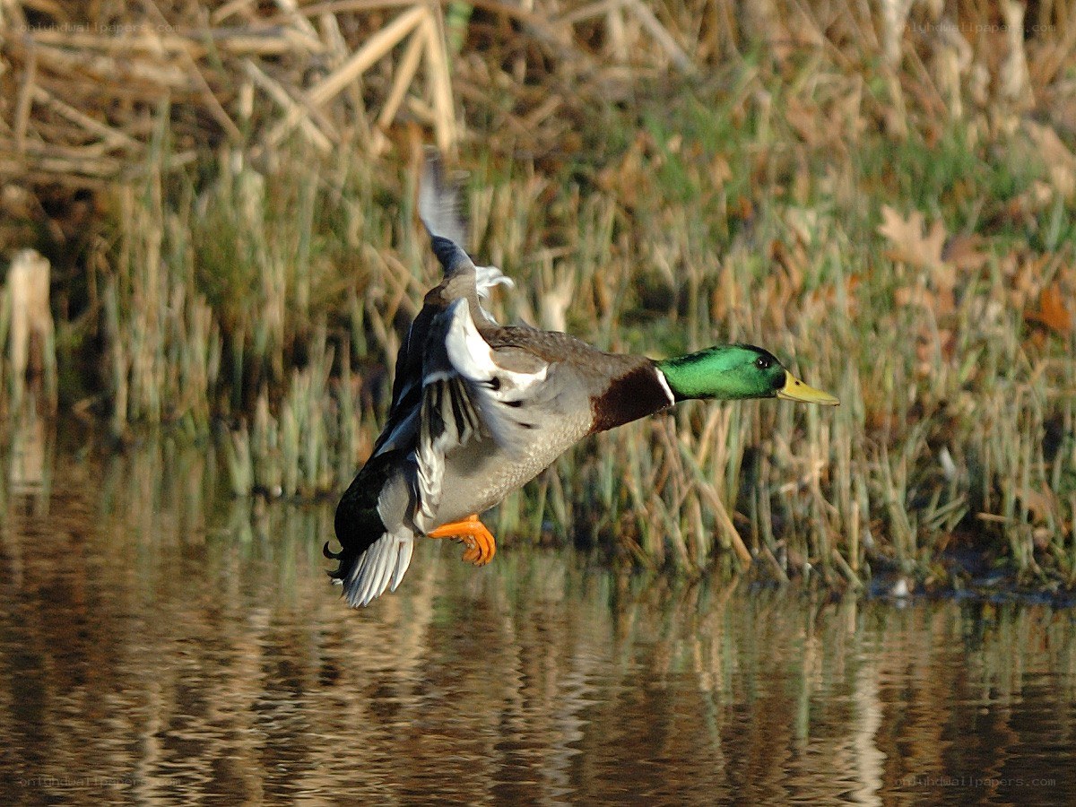Mallard duck in flight