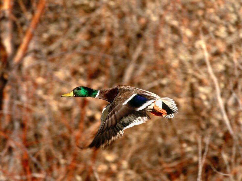 Mallard duck in flight