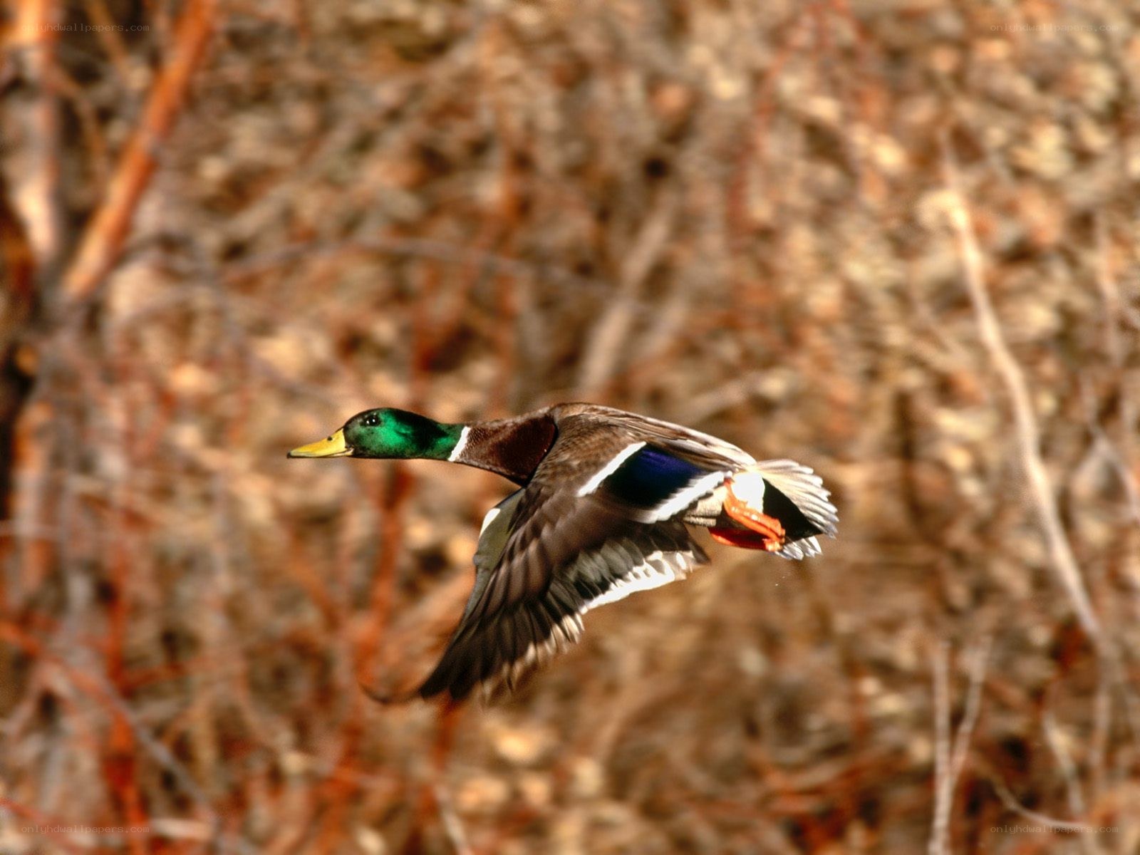 Mallard duck in flight