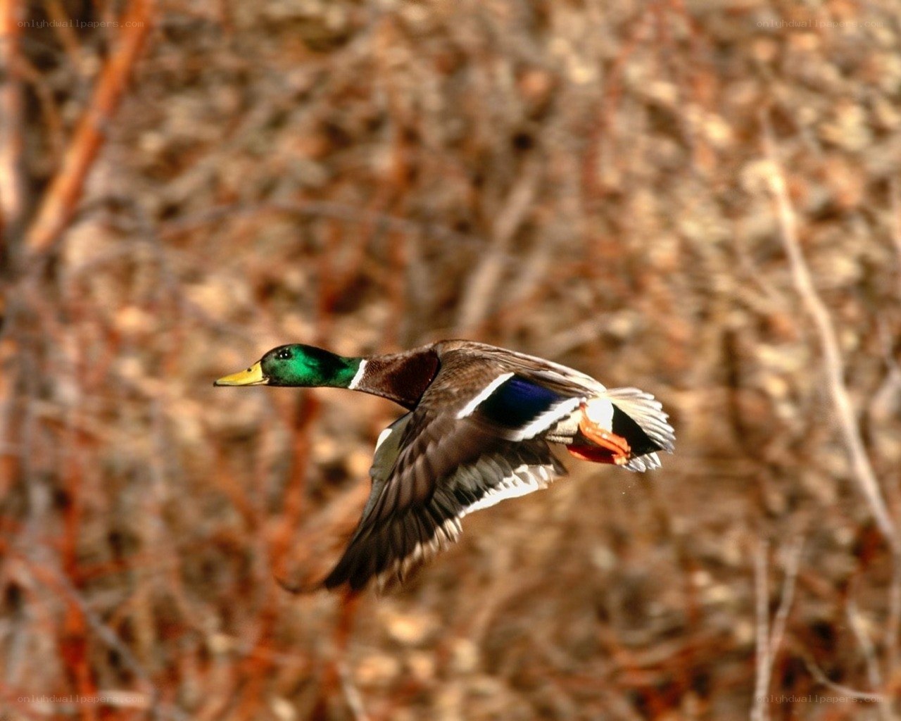mallard duck in flight