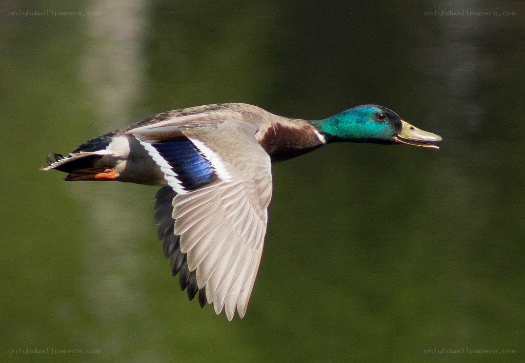 mallard duck in flight