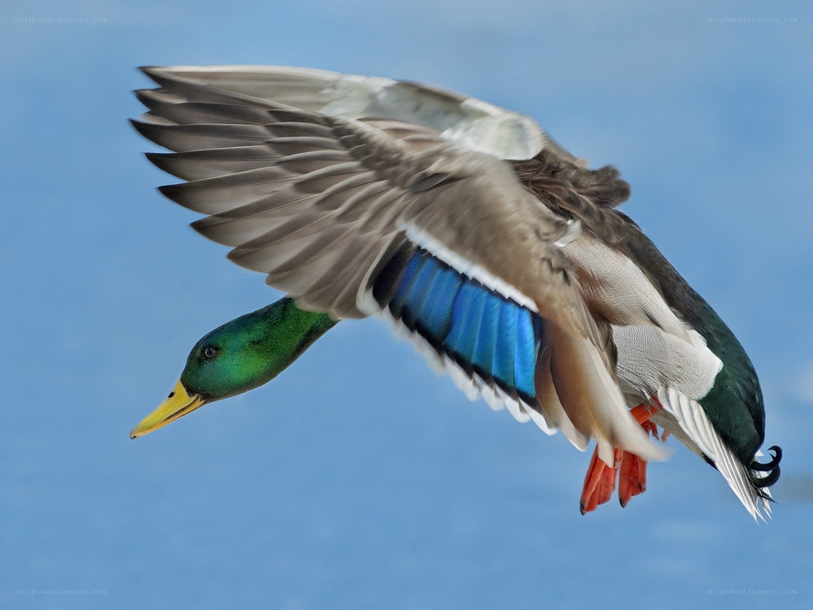 Mallard duck in flight
