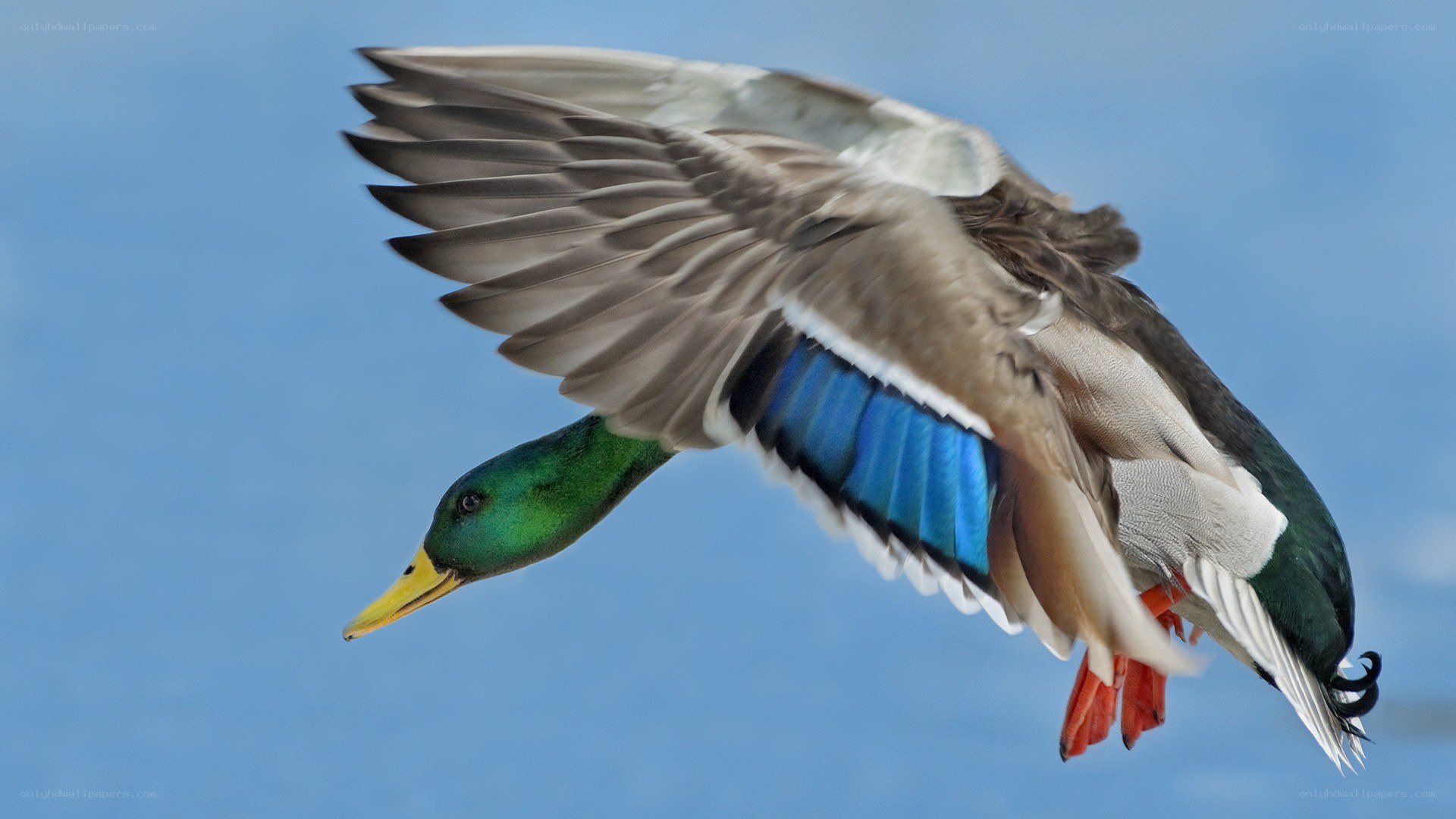 mallard duck in flight