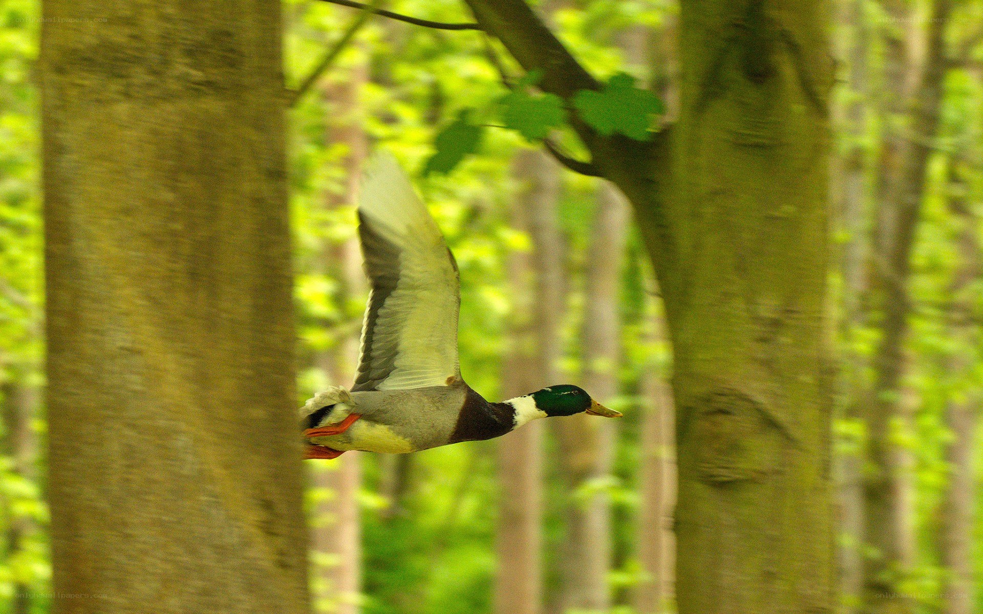 Mallard duck in flight