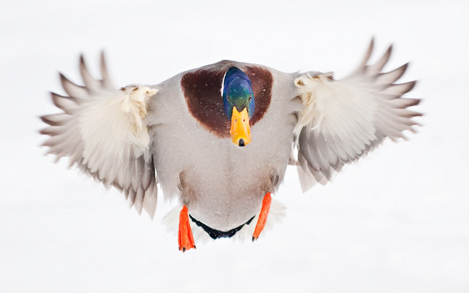Mallard duck in flight