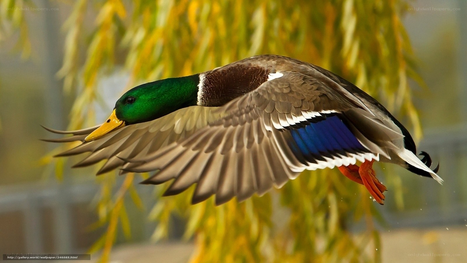 Mallard duck in flight