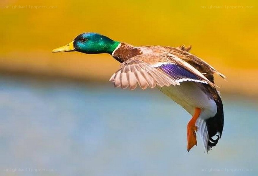 mallard duck in flight