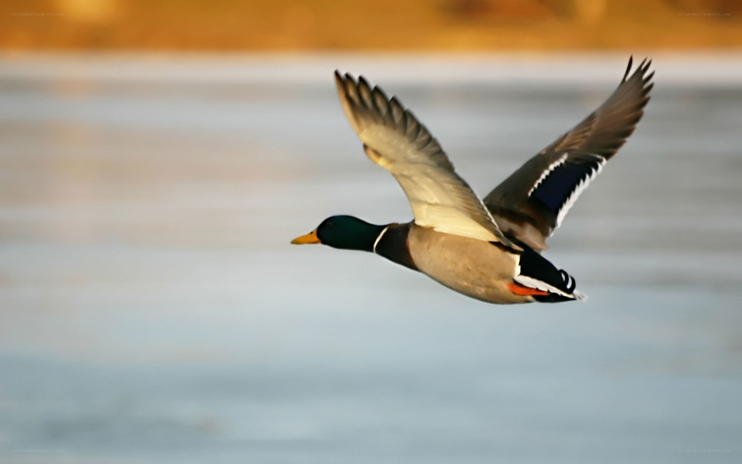 mallard duck in flight