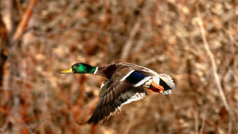 mallard duck in flight
