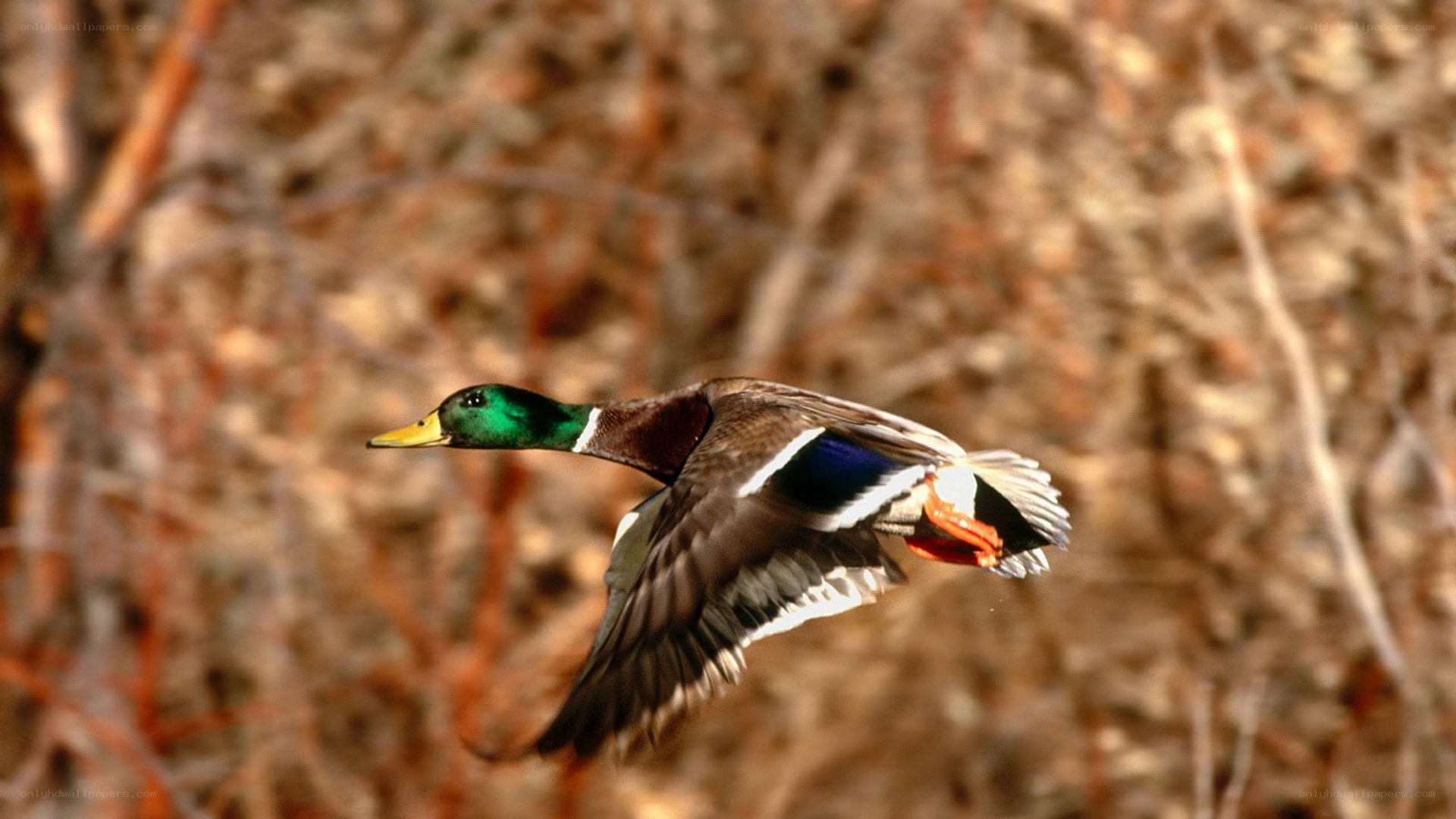 mallard duck in flight