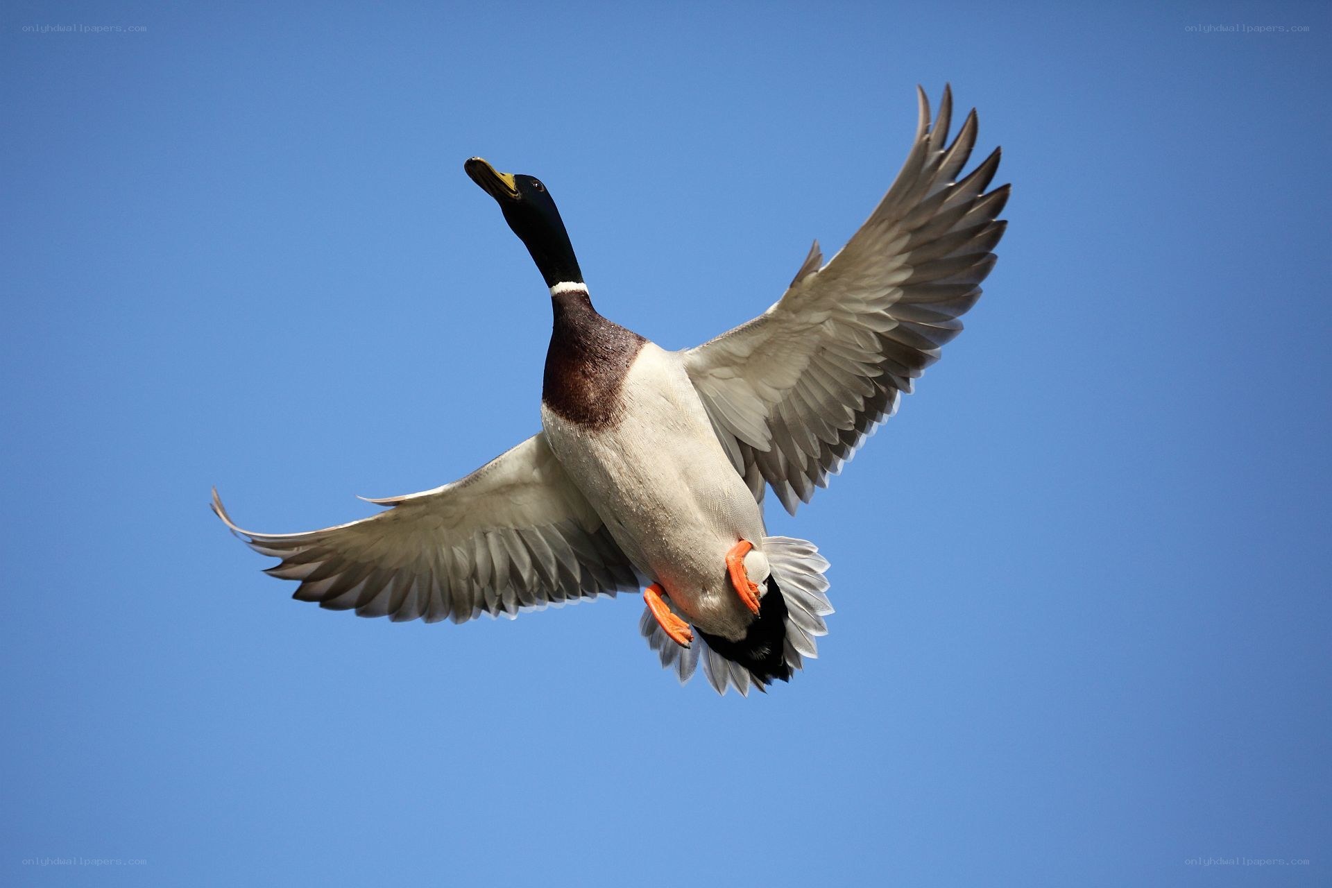 Mallard duck in flight