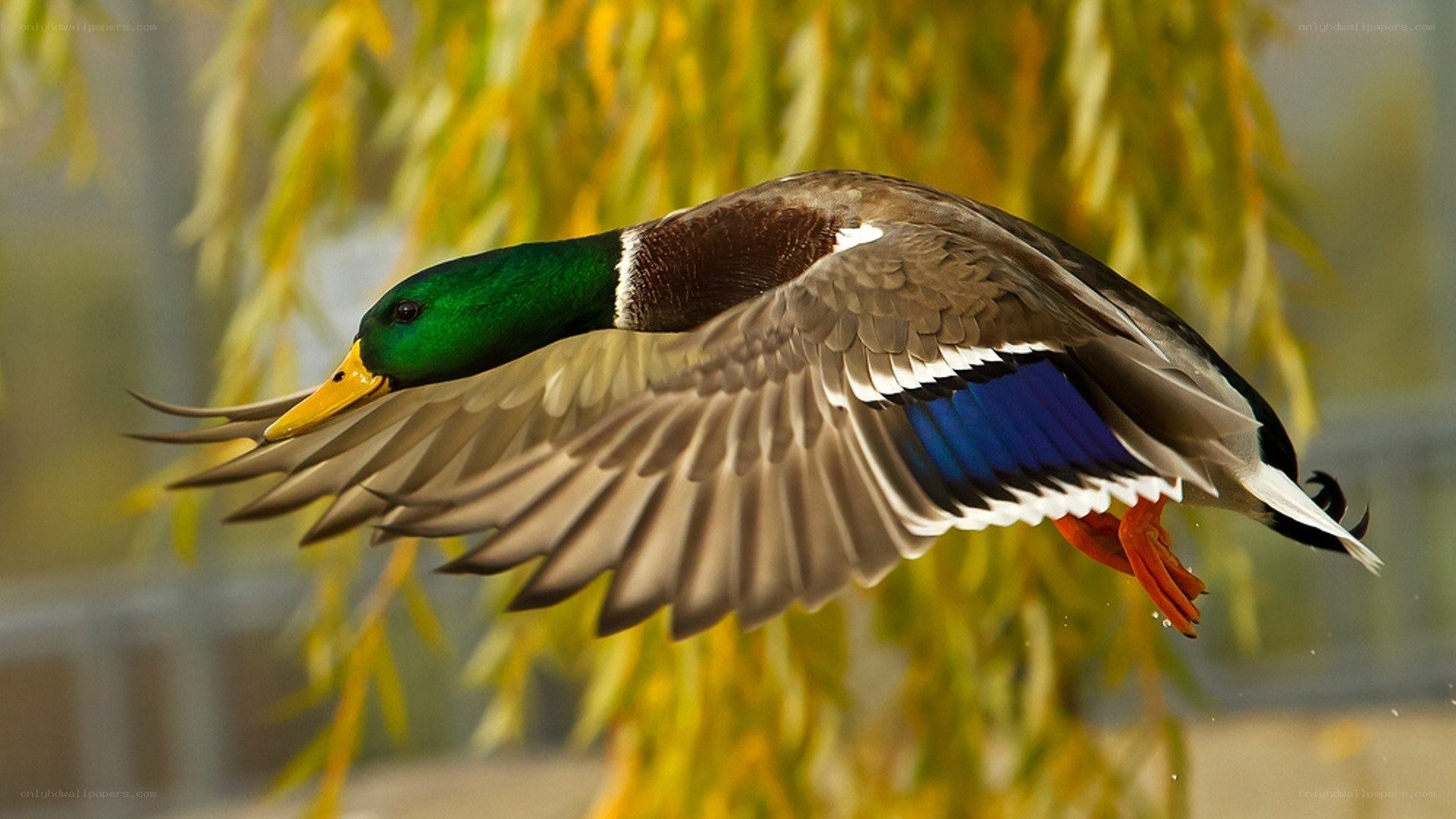 Mallard duck in flight