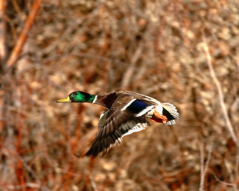 Mallard Duck in Flight — Brown