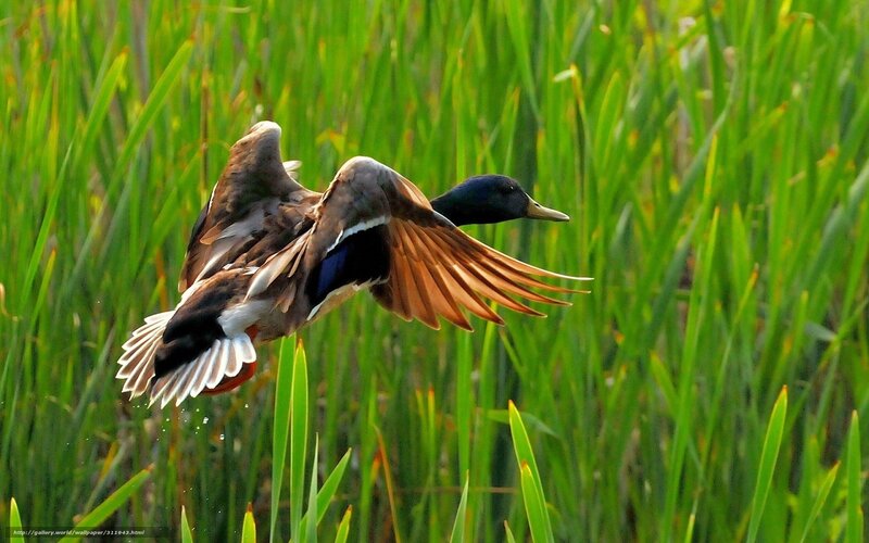 Mallard Duck in Flight — Green, Dynamic, Afternoon