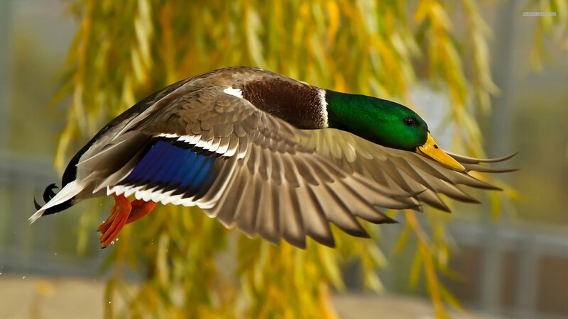 Mallard Duck in Flight — Green, Dynamic, Autumn