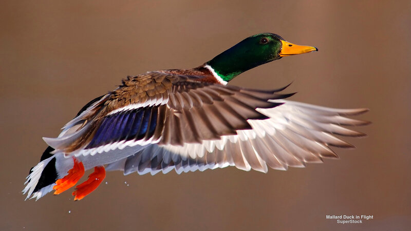 Mallard Duck in Flight — Green, Dynamic, Photograph