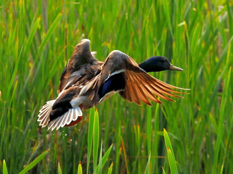 Mallard Duck in Flight — Green